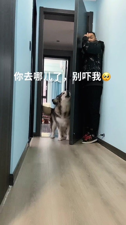 SS 6 dog play hide and seek with man