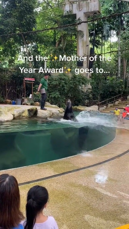 Ss1 Mum Uses Boy As Shield In Sea Lion Performance Singapore Zoo