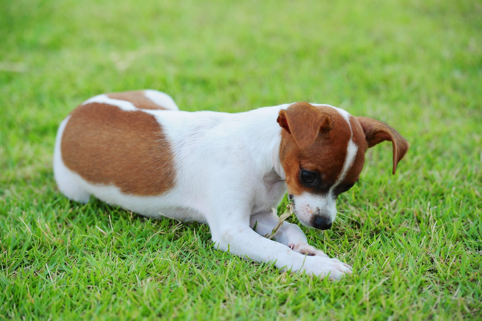 dog on grass