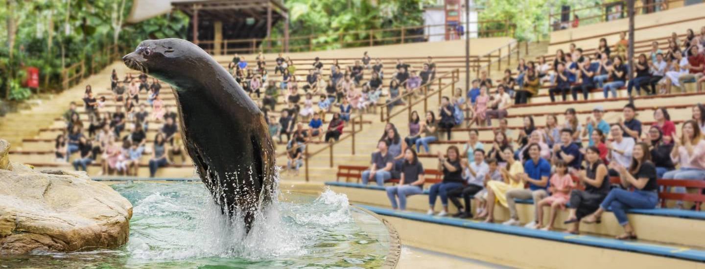 splash safari singapore zoo sea lion