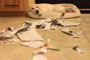 white puppy