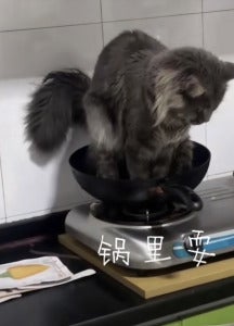 猫咪3 1