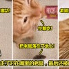 猫咪爆哭