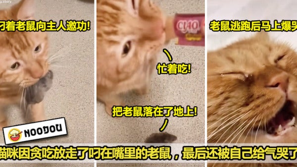 猫咪爆哭