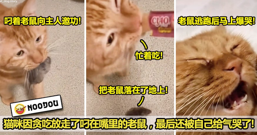 猫咪爆哭