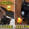 猫咪瘦成骷髅逆袭 Image V3