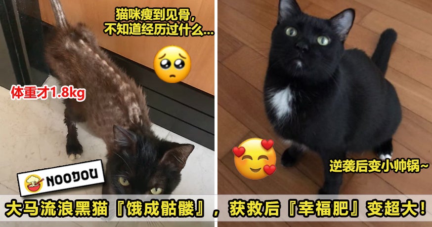 猫咪瘦成骷髅逆袭 Image V3