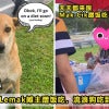 Dog Nasi Lemak Cyberjaya Featured