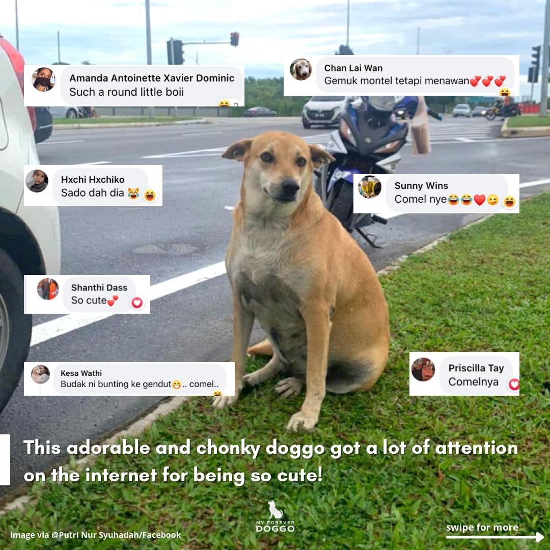 Dog Eats Free Nasi Lemak From Malay Stall Owner 2