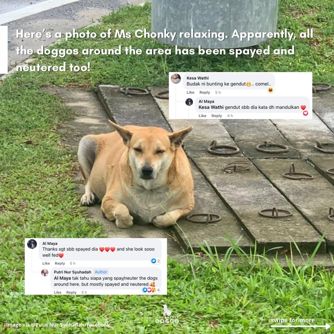 Dog Eats Free Nasi Lemak From Malay Stall Owner 3