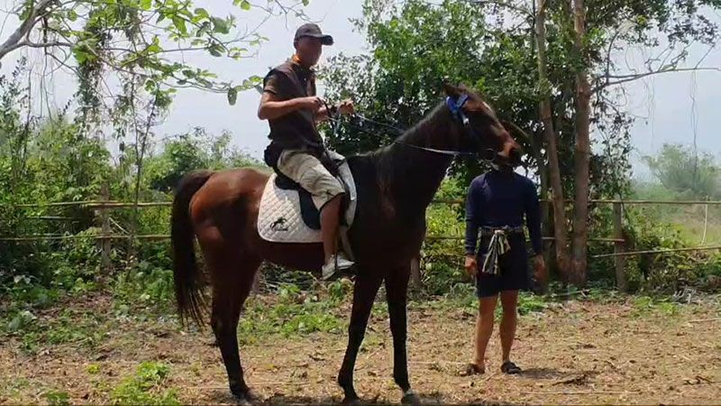 Man Rides Horse To Work Petrol Too Expensive 6