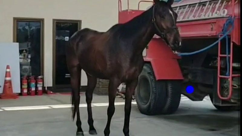 Man Rides Horse To Work Petrol Too Expensive 8