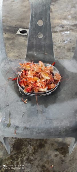 prawn