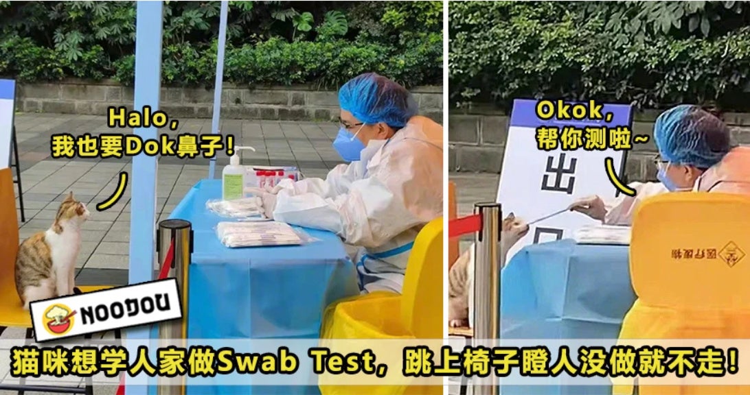 猫咪要做Swab Test