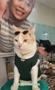 猫猫界李佳奇 03