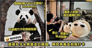熊猫玩耍02