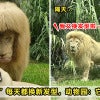 Lion Hairstyle Feature Image