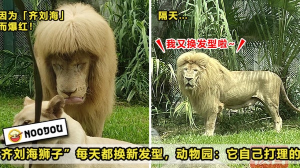 Lion Hairstyle Feature Image