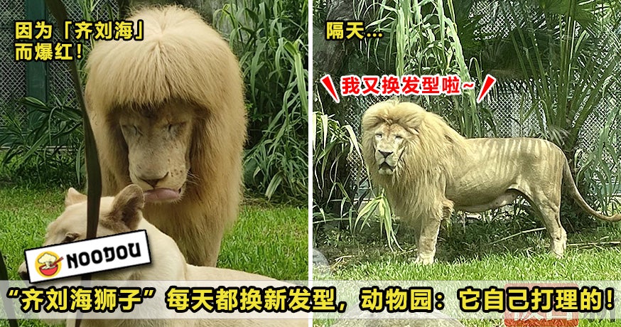 Lion Hairstyle Feature Image
