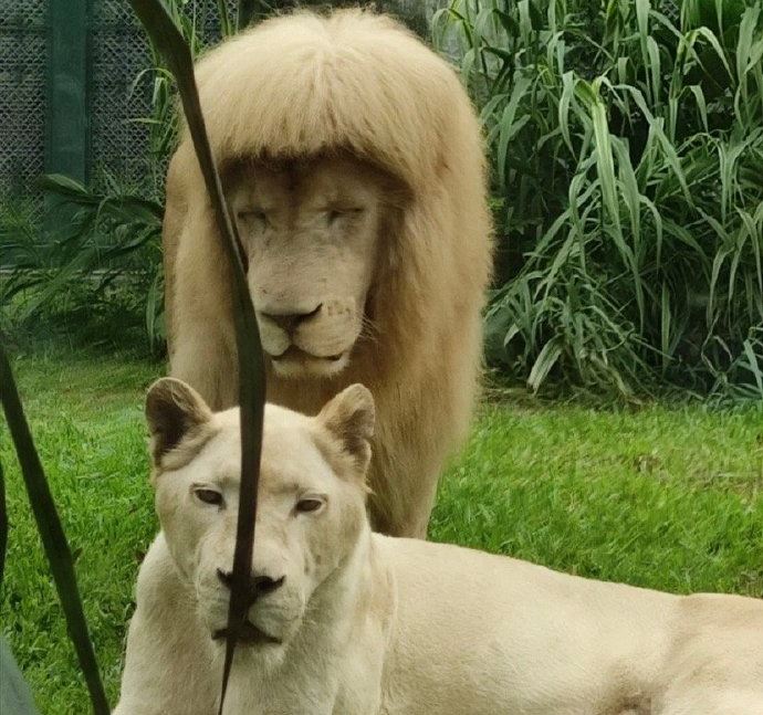 lion bangs fringe hairstyle