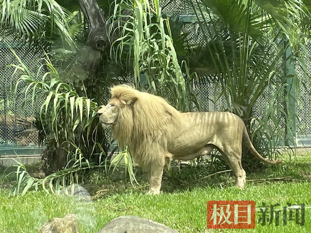 lion fringe hairstyle 2