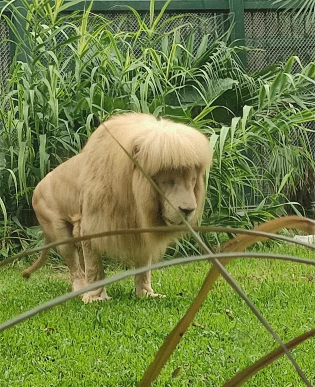 lion fringe hairstyle bangs 1