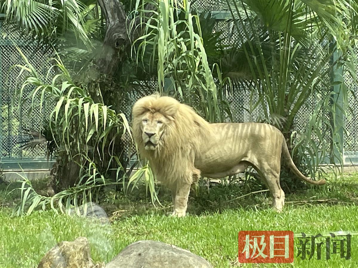 lion fringe hairstyle