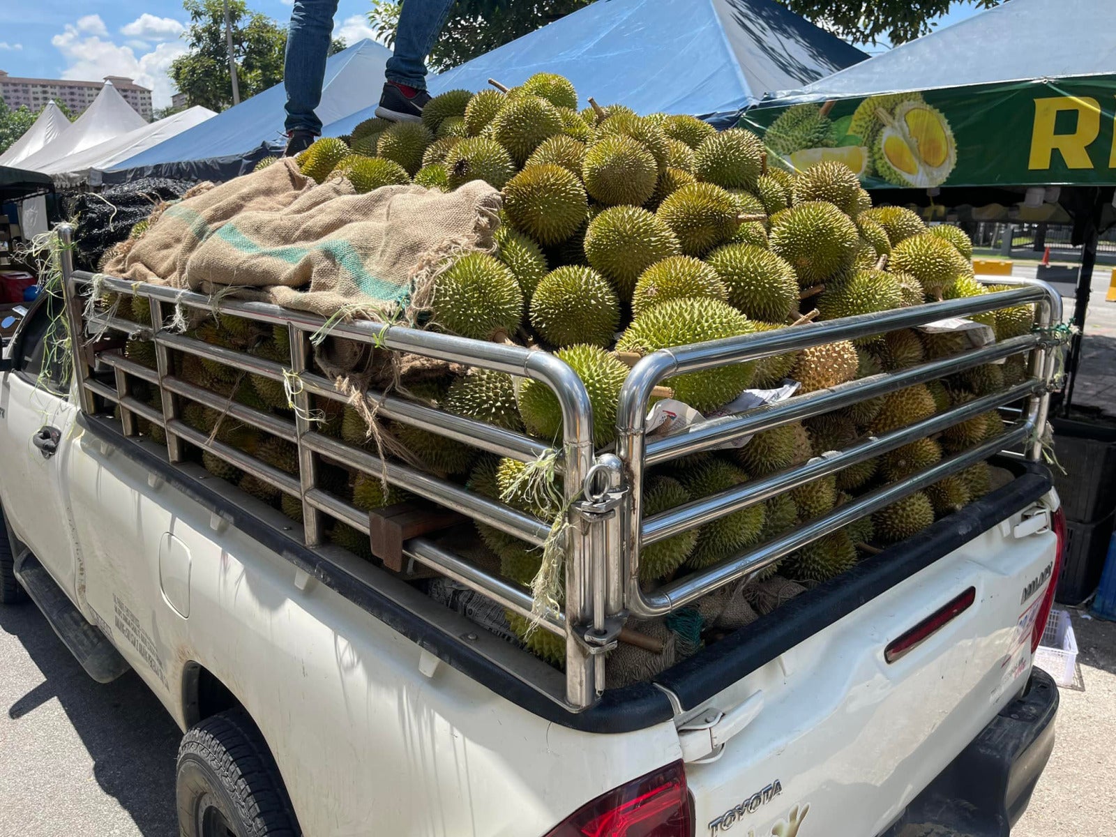 Rizky Durian Pregnant Woman Free Durian Scaled