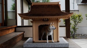 dog house with dog 1