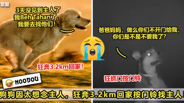 狗狗狂奔3.2km