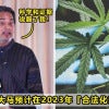 Cannabis Msia Feature Image