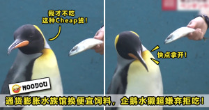 Penguin Otter Cheap Fish Feature Image 1