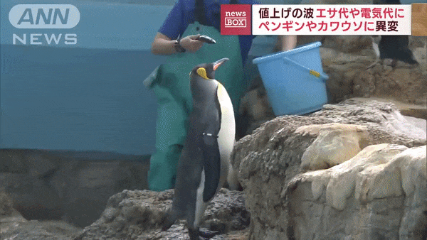 penguin gif 2
