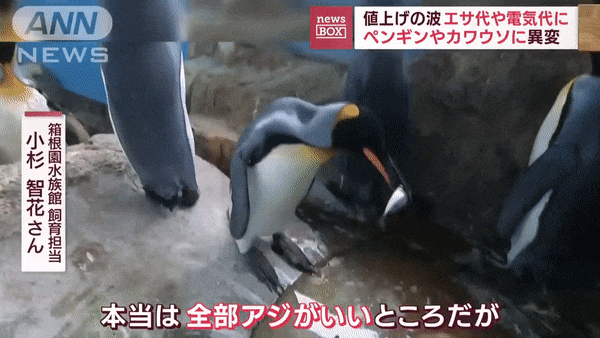 penguin gif 3