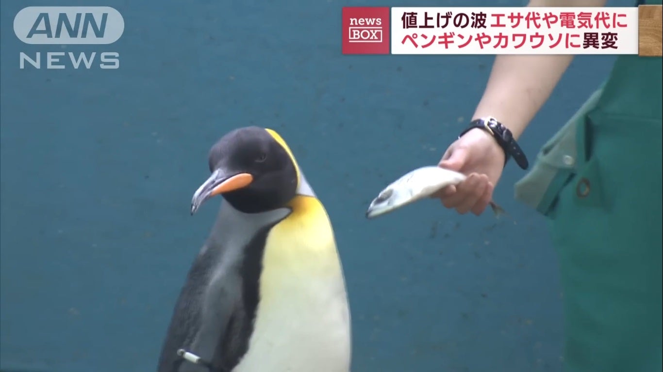 penguin otter dislike saba fish new food
