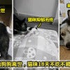 猫狗兄弟