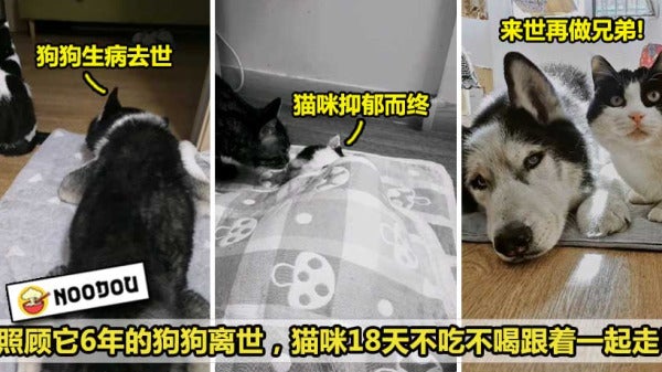 猫狗兄弟