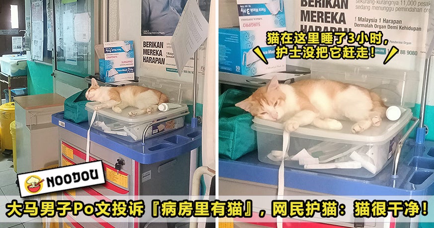 Cat In Hospital Ward Feature Image