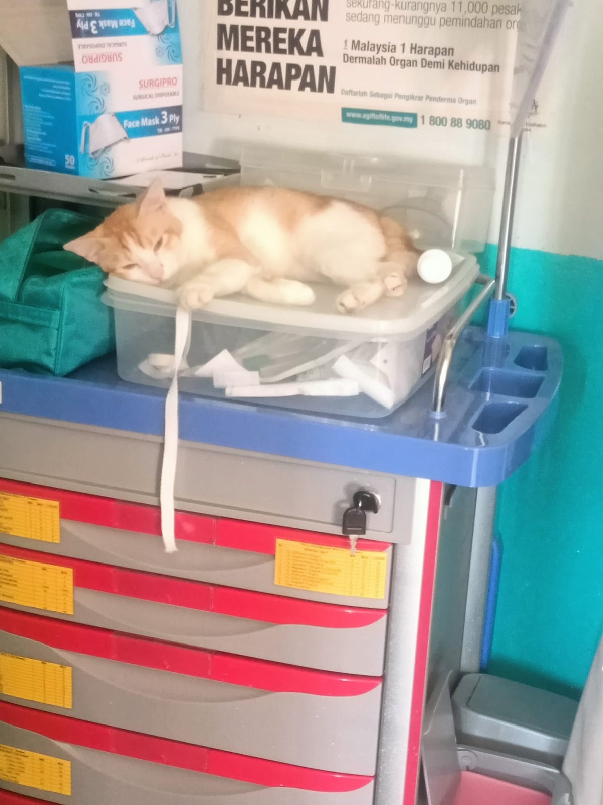 cat sleeping in hospital 8 scaled