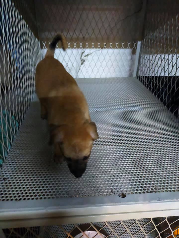 puppy eaten by adopter 2