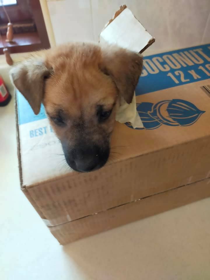 puppy eaten by adopter 3