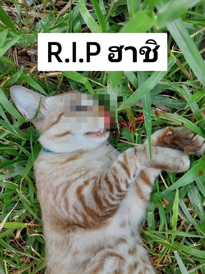 Cat dead by roadside