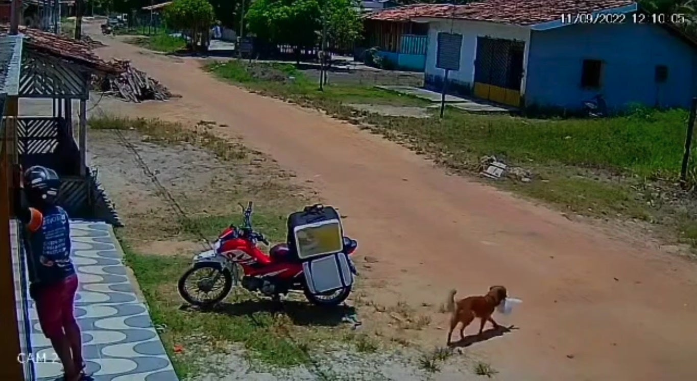 Ss 11 Delivery Man Food Stolen Steal Dog Gone