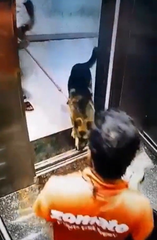 SS 2 delivery man crotch bitten by dog in lift
