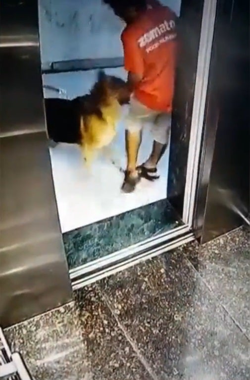 SS 4 delivery man crotch bitten by dog in lift