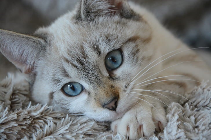cat kitten lying head blue eyes white tabby