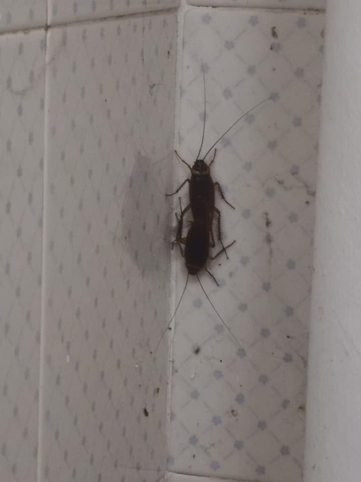 cocokroaches mating