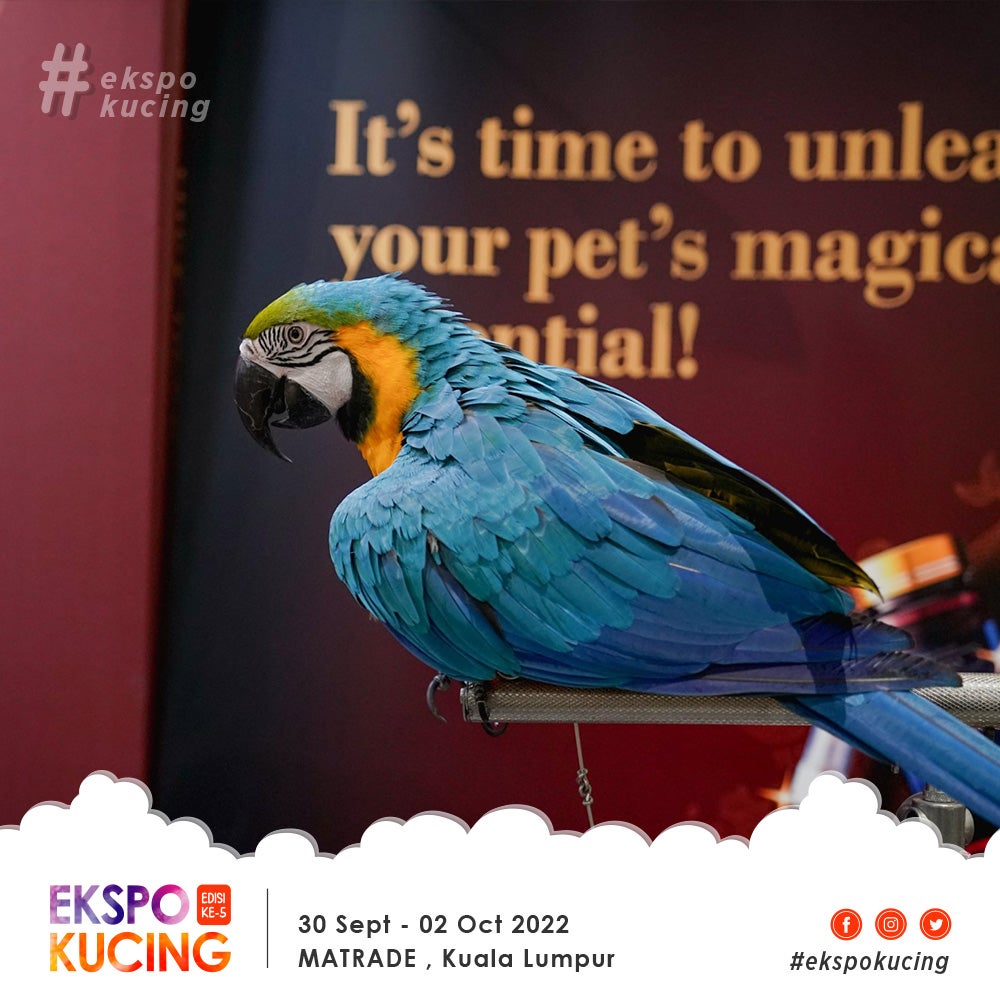 expo kucing bird