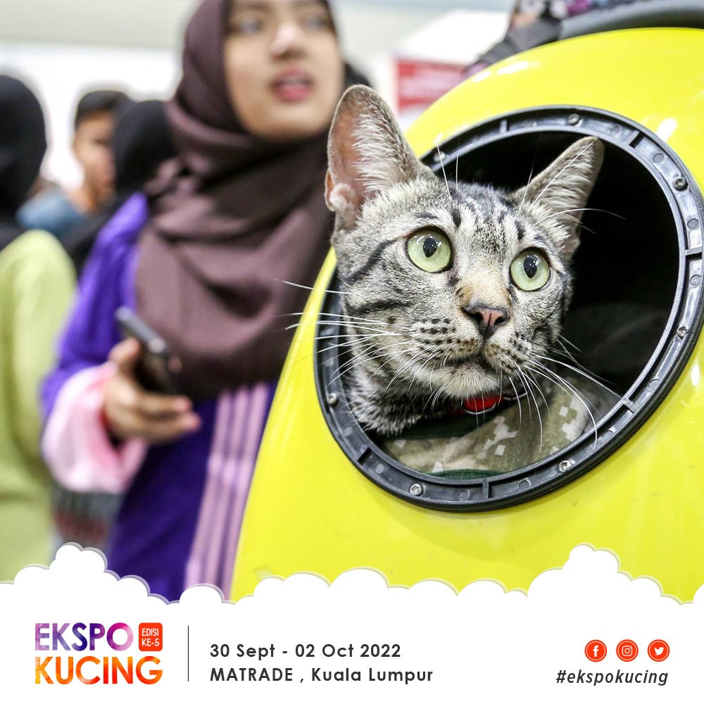 Expo Kucing Cat 2