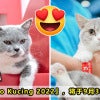 Expo Kucing Ft Updated